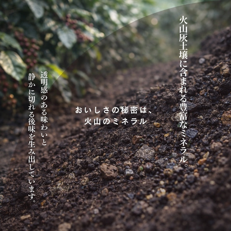 【おかわりしたくなるコーヒー】ブルートパーズ ハウスブレンド コーヒー豆500g|無農薬 自然栽培|高級アラビカ種 ティピカAA