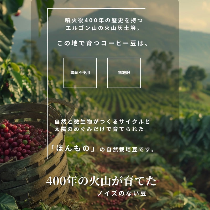 【おかわりしたくなるコーヒー】ブルートパーズ ハウスブレンド コーヒー豆500g|無農薬 自然栽培|高級アラビカ種 ティピカAA