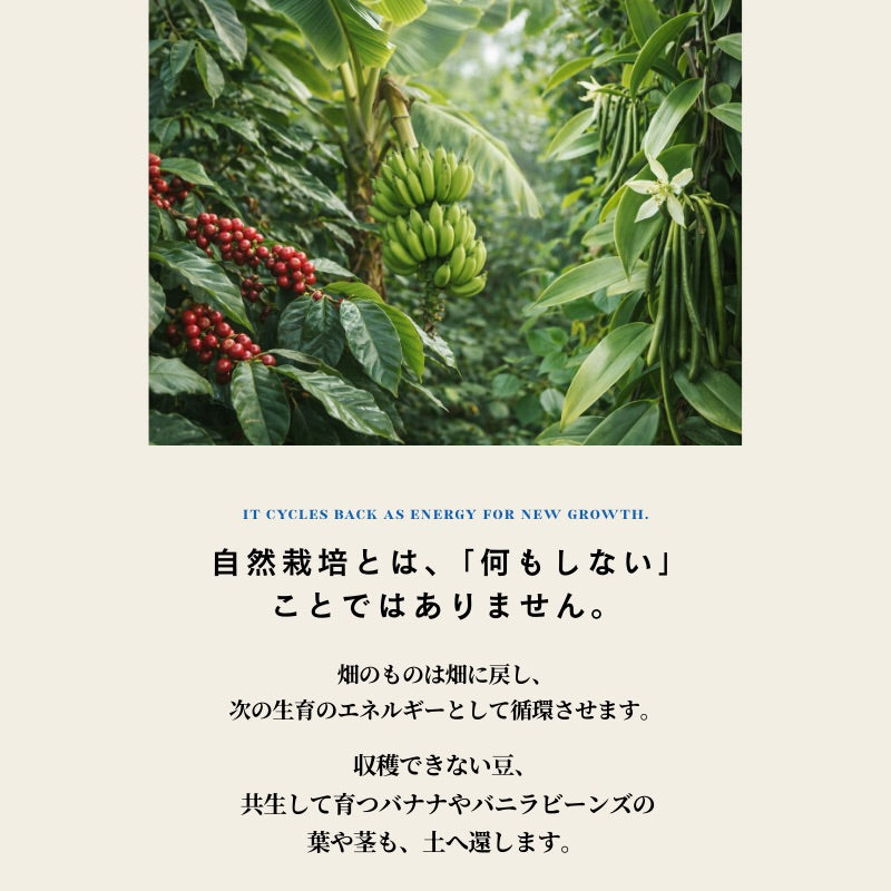 【おかわりしたくなるコーヒー】ブルートパーズ ハウスブレンド コーヒー豆500g|無農薬 自然栽培|高級アラビカ種 ティピカAA