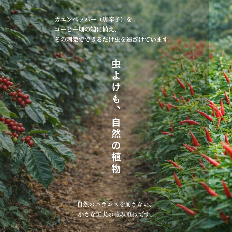 【おかわりしたくなるコーヒー】ブルートパーズ ハウスブレンド コーヒー豆500g|無農薬 自然栽培|高級アラビカ種 ティピカAA